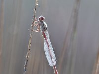 Ceriagrion tenellum 27, Koraaljuffer, Saxifraga-Luuk Vermeer