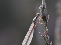 Ceriagrion tenellum 29, Koraaljuffer, Saxifraga-Luuk Vermeer