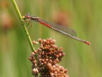 Ceriagrion tenellum 3, Koraaljuffer, Saxifraga-Jaap Schelvis