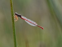 Ceriagrion tenellum 32, Koraaljuffer, Saxifraga-Luuk Vermeer