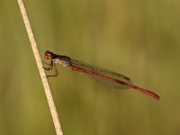 Ceriagrion tenellum 33, Koraaljuffer, Saxifraga-Luuk Vermeer