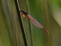 Ceriagrion tenellum 35, Koraaljuffer, Saxifraga-Luuk Vermeer