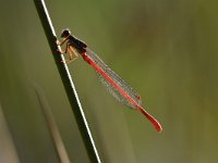 Ceriagrion tenellum 36, Koraaljuffer, Saxifraga-Luuk Vermeer