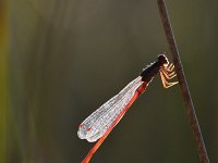 Ceriagrion tenellum 38, Koraaljuffer, Saxifraga-Luuk Vermeer