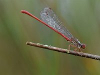 Ceriagrion tenellum 44, Koraaljuffer, Saxifraga-Luuk Vermeer