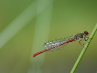 Ceriagrion tenellum 5, Koraaljuffer, Vlinderstichting-Jaap Bouwman