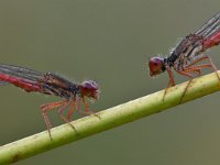 Ceriagrion tenellum 51, Koraaljuffer, Saxifraga-Luuk Vermeer