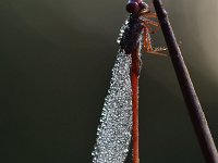 Ceriagrion tenellum 56, Koraaljuffer, Saxifraga-Luuk Vermeer