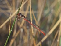 Ceriagrion tenellum 7, Koraaljuffer, male, Vlinderstichting-Tim Termaat