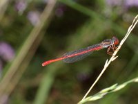 Ceriagrion tenellum 8, Koraaljuffer, male, Saxifraga-Kees Marijnissen