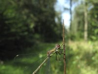 Chalcolestes viridis 11, Houtpantserjuffer, Saxifraga-Rob Felix : Animalia, Arthropoda, Insecta, Odonata, Project Natuurbalans, animal, arthropod, dargonfly, dier, dieren, geleedpotige, geleedpotigen, insect, insecten, juffer, libel, libellen