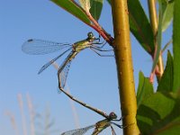 Chalcolestes viridis 12, Houtpantserjuffer, Saxifraga-Rudmer Zwerver