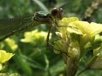 Chalcolestes viridis 16, Houtpantserjuffer, Saxifraga-Frank Dorsman  Lestes viridis, Houtpantserjuffer AW-duinen 200711