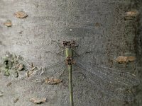 Chalcolestes viridis 18, Houtpantserjuffer, Saxifraga-Luc Hoogenstein