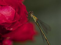 Chalcolestes viridis 23, Houtpantserjuffer, Saxifraga-Luc Hoogenstein