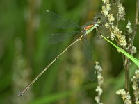 369_27, Houtpantserjuffer : Houtpantserjuffer, Lestes viridis, male