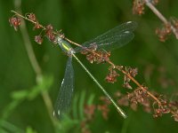 369_22, Houtpantserjuffer : Houtpantserjuffer, Lestes viridis, female