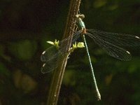 Chalcolestes viridis 29, Houtpantserjuffer, male, Saxifraga-Jan van der Straaten