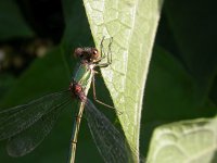 Chalcolestes viridis 3, Houtpantserjuffer, Saxifraga-Peter Meininger