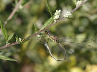 Chalcolestes viridis 31, Houtpantserjuffer, Saxifraga-Harry van Oosterhout