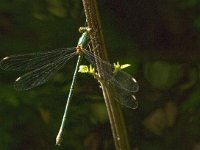 Chalcolestes viridis 33, Houtpantserjuffer, male, Saxifraga-Jan van der Straaten