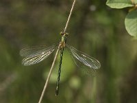 Chalcolestes viridis 34, Houtpantserjuffer, Saxifraga-Jan van der Straaten