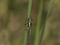 Chalcolestes viridis 38, Houtpantserjuffer, Saxifraga-Jan van der Straaten