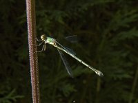 Chalcolestes viridis 4, Houtpantserjuffer, male, Saxifraga-Marijke Verhagen