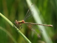 Chalcolestes viridis 48, Houtpantserjuffer, Saxifraga-Henk Baptist