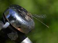 Chalcolestes viridis 49, Houtpantserjuffer, Saxifraga-Luuk Vermeer