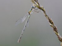 Chalcolestes viridis 51, Houtpantserjuffer, Saxifraga-Luuk Vermeer