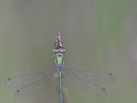 Chalcolestes viridis 53, Houtpantserjuffer, Saxifraga-Luuk Vermeer