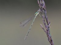 Chalcolestes viridis 54, Houtpantserjuffer, Saxifraga-Luuk Vermeer