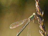 Chalcolestes viridis 57, Houtpantserjuffer, Saxifraga-Luuk Vermeer