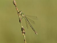 Chalcolestes viridis 58, Houtpantserjuffer, Saxifraga-Luuk Vermeer