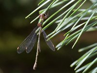 Chalcolestes viridis 72, Houtpantserjuffer, Saxifraga-Tom Heijnen