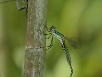 Chalcolestes viridis 8, Houtpantserjuffer, Vlinderstichting-Jaap Bouwman