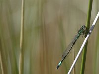 Coenagrion armatum 1, Donkere waterjuffer, Vlinderstichting-Jaap Bouwman : vacantie