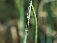 Coenagrion armatum 10, Donkere waterjuffer, Saxifraga-Robert Ketelaar