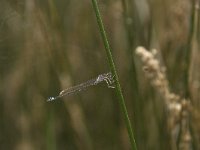 Coenagrion armatum 11, Donkere waterjuffer, Saxifraga-Willem van Kruijsbergen