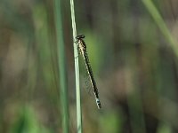 Coenagrion armatum 2, Donkere waterjuffer, Saxifraga-Robert Ketelaar