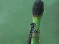 Coenagrion armatum 3, Donkere waterjuffer, Saxifraga-Robert Ketelaar