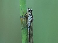 Coenagrion armatum 5, Donkere waterjuffer, Vlinderstichting-Robert Ketelaar