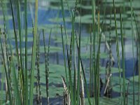 Coenagrion armatum 7, Donkere waterjuffer, habitat, Saxifraga-Robert Ketelaar