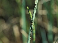 Coenagrion armatum 9, Donkere waterjuffer, Saxifraga-Robert Ketelaar