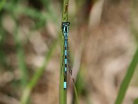 Coenagrion hastulatum 10, Speerwaterjuffer, male, Vlinderstichting-TimTermaat