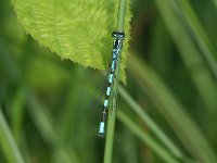 Coenagrion hastulatum 11, Speerwaterjuffer, male, Vlinderstichting-TimTermaat