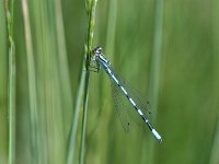 Coenagrion hastulatum 12, Speerwaterjuffer, male, Vlinderstichting-TimTermaat