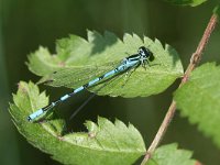 Coenagrion hastulatum 13, Speerwaterjuffer, male, Vlinderstichting-TimTermaat