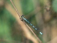 Coenagrion hastulatum 15, Speerwaterjuffer, male, Vlinderstichting-Antoin van der Heijden